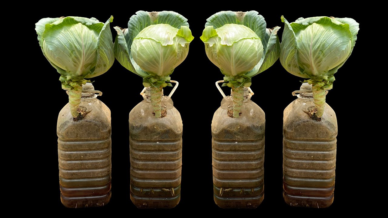 Recycle plastic waste into Cabbage garden ,so wonderful and beautiful