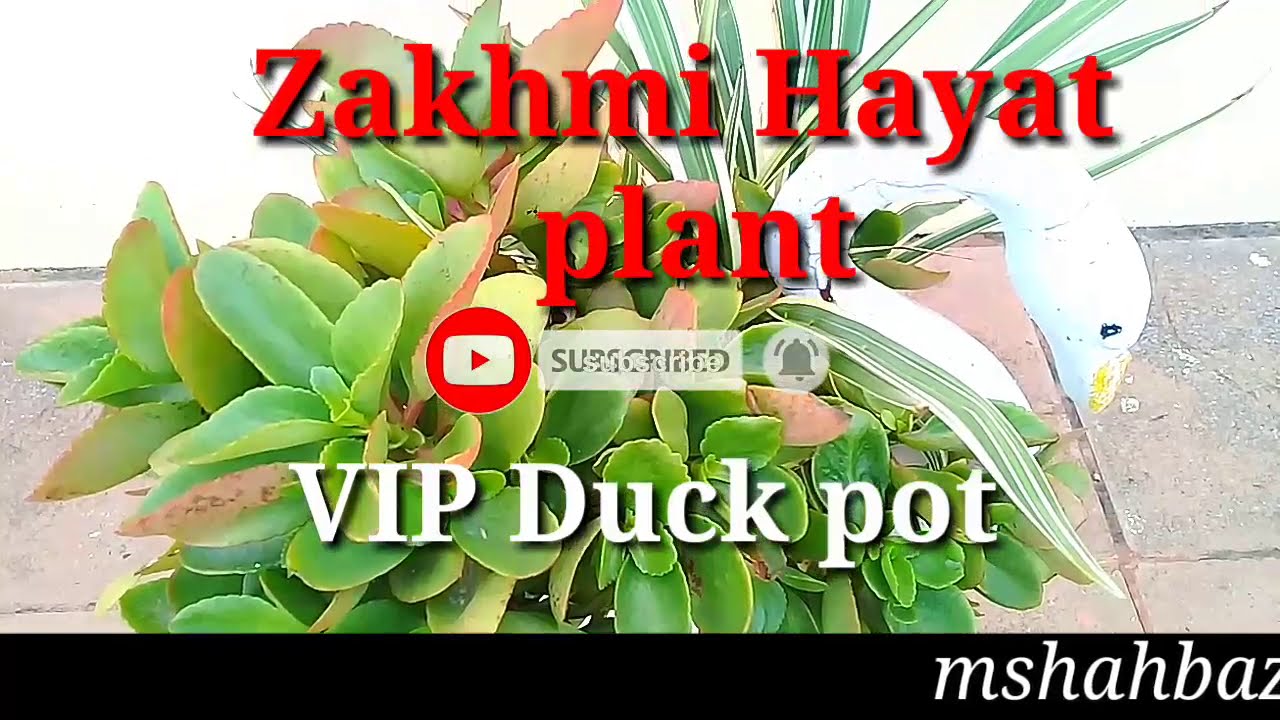 how to Zakhmi Hayat plant caer very easy  Weed extraction Duck pot