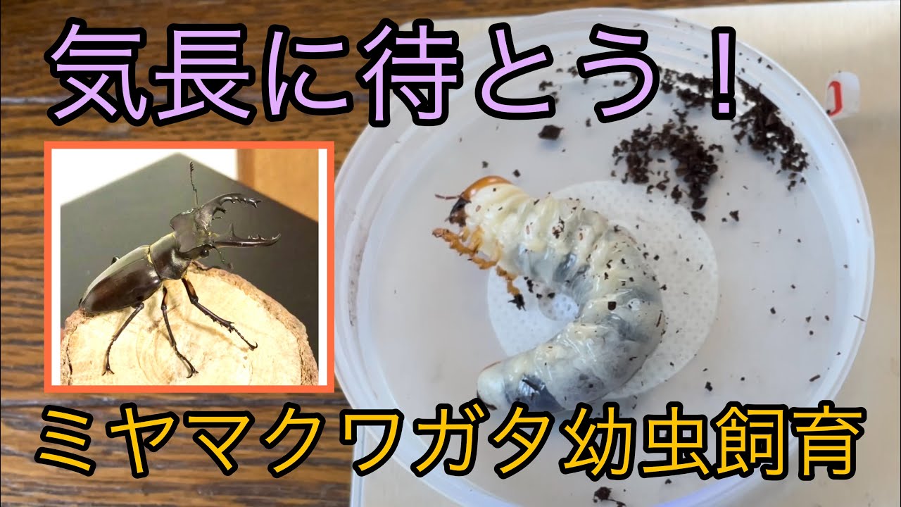 ミヤマクワガタブリード　幼虫飼育！