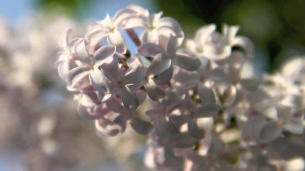 Musica relax, meditazione e training mentale 8 