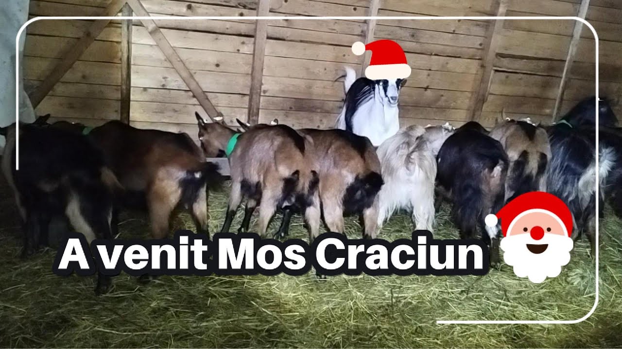 🎅🐐Ce ne-a adus Moșul în fermă | Cereale pentru capre.