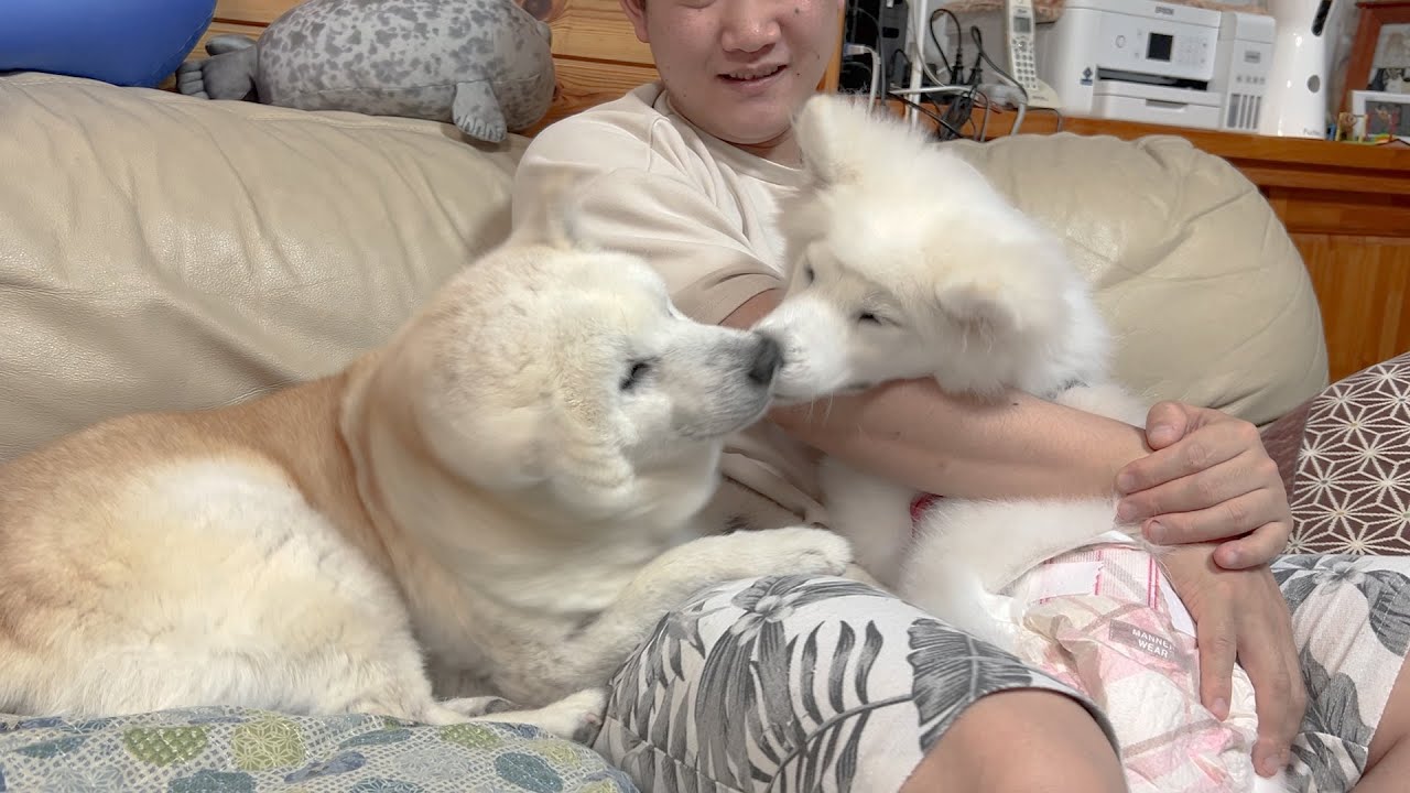 元気になったお姉ちゃん柴犬に久々会えて大喜びな妹サモエド