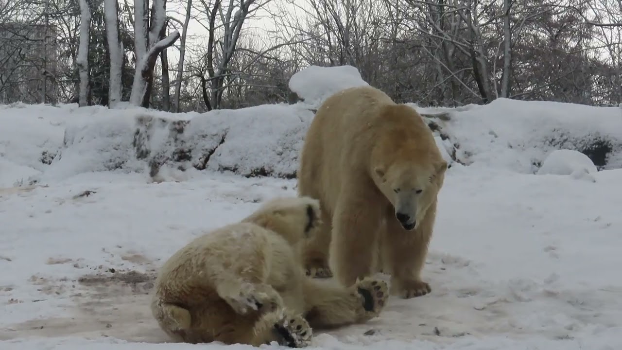 Wolodja en Nivi, Diergaarde Blijdorp