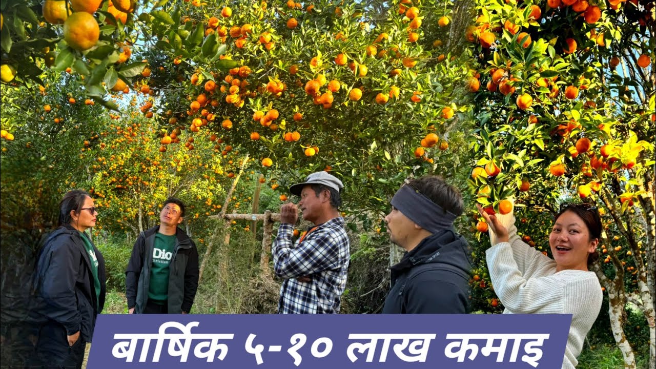 SUNTALA BATA 5-10 LAKH  BARSIK AAMDANI 😯 /KAFALSHWARA  SUNTALA FARM,BANDIPUR