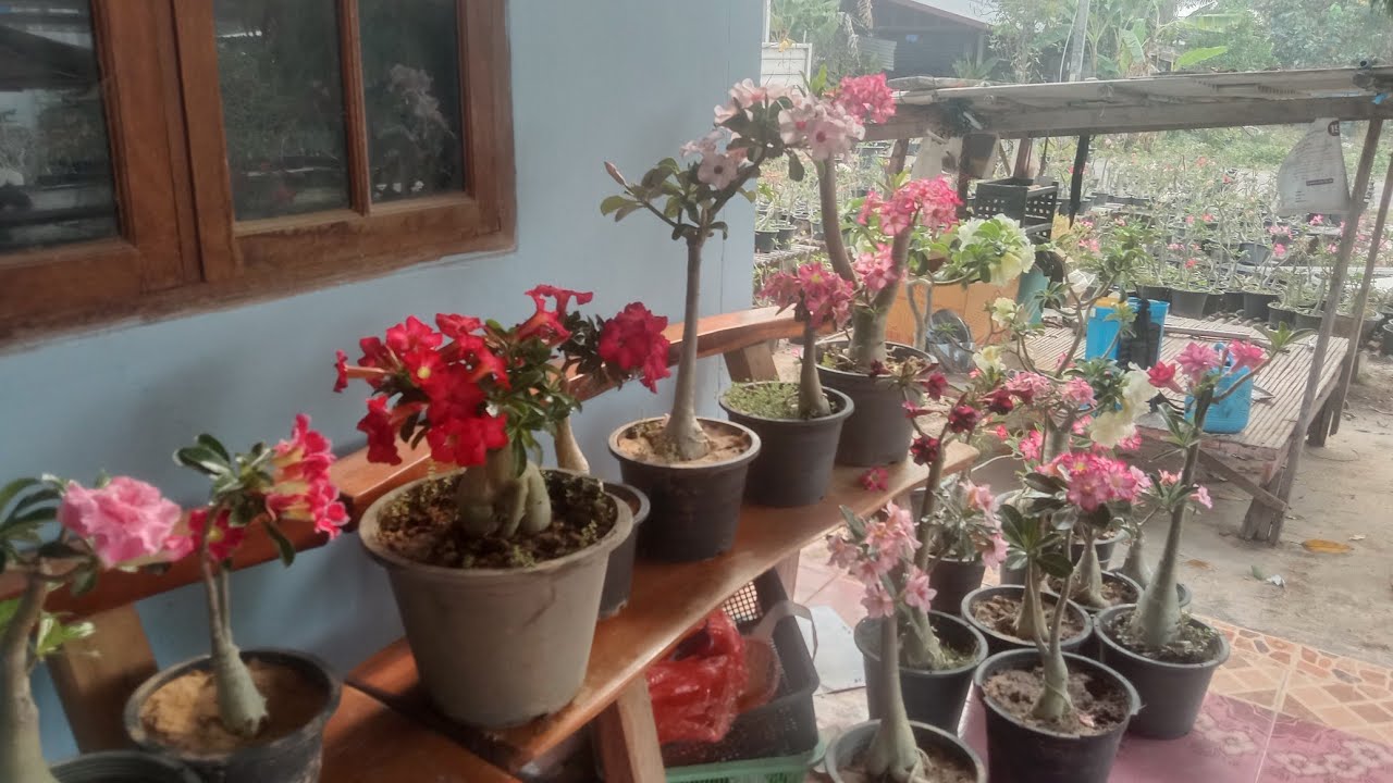 ชวนชม 24 ก.พ.69 ไลน์ 0900289166