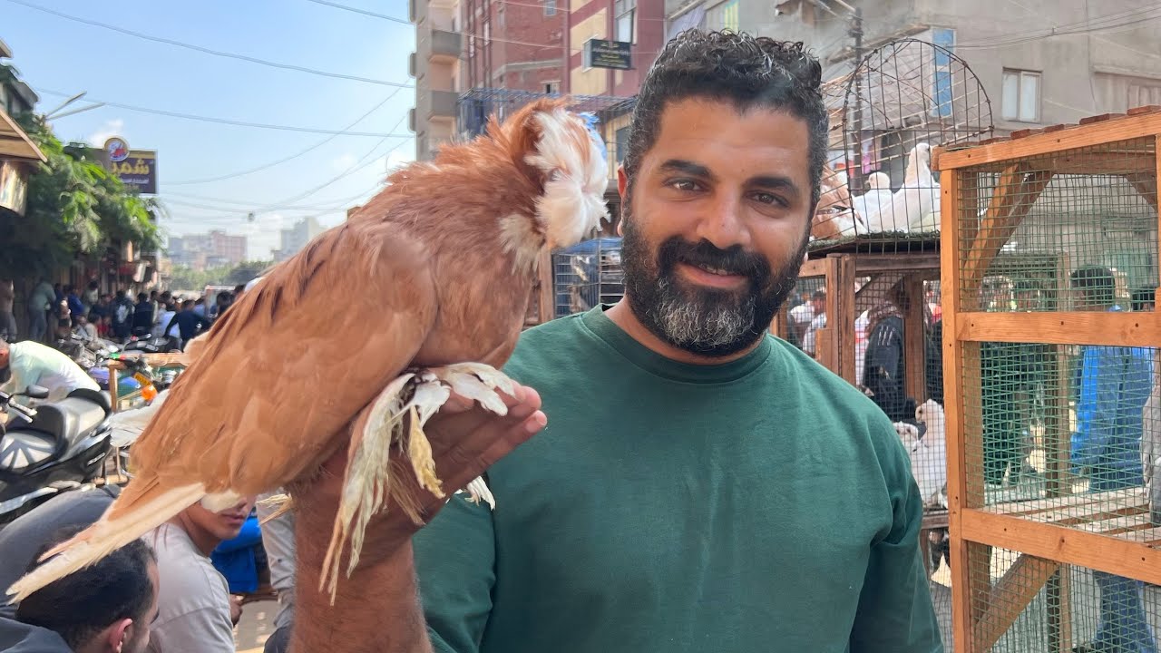تعالو نشوف اسعار الحمام في سوق دمياط انهارده 🕊️