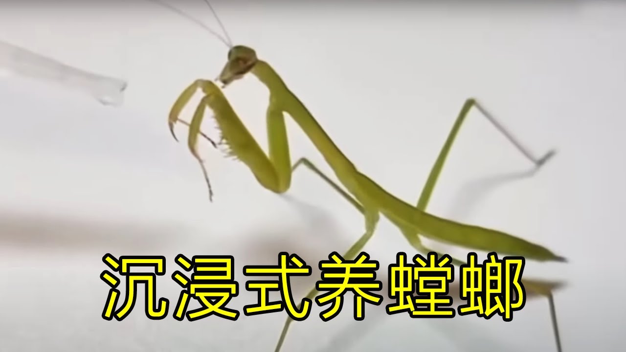 沉浸式养螳螂，两年前在野外抓到的螳螂逐渐养大，最后还生下来小螳螂，真有感触~【天野侠】