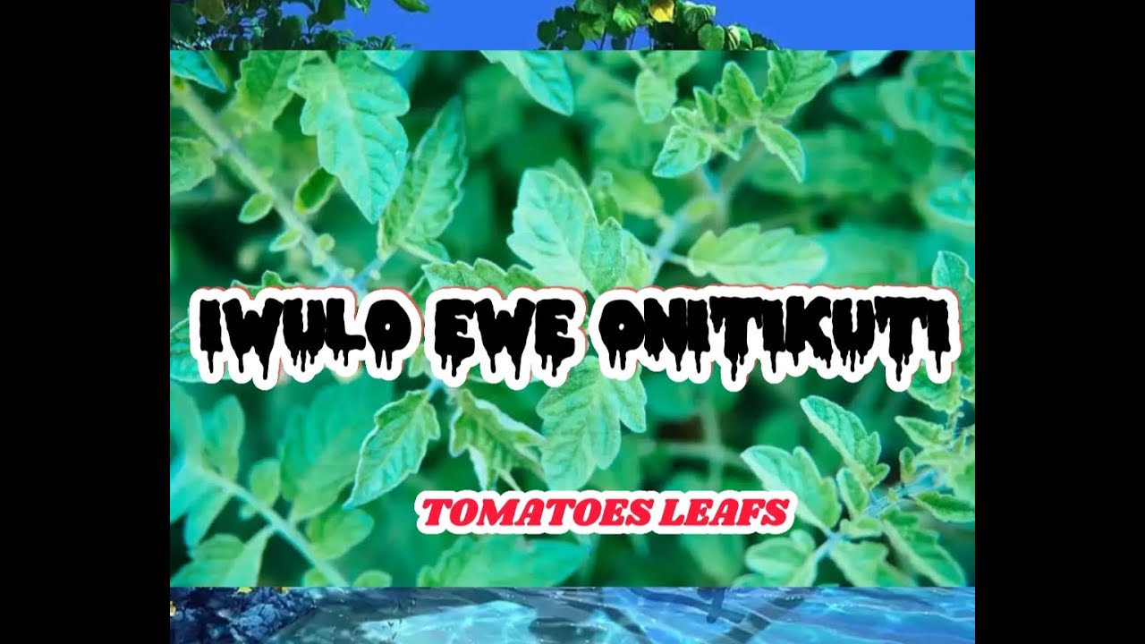 Iwulo ewe tomato(EWE ONITIKUTI)1 fún ọpọlọpọ asiri @Dromoodoagbatv #youtube #tips #subscribe