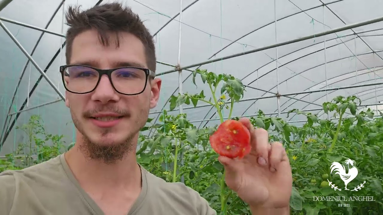 Primele roșii din solar