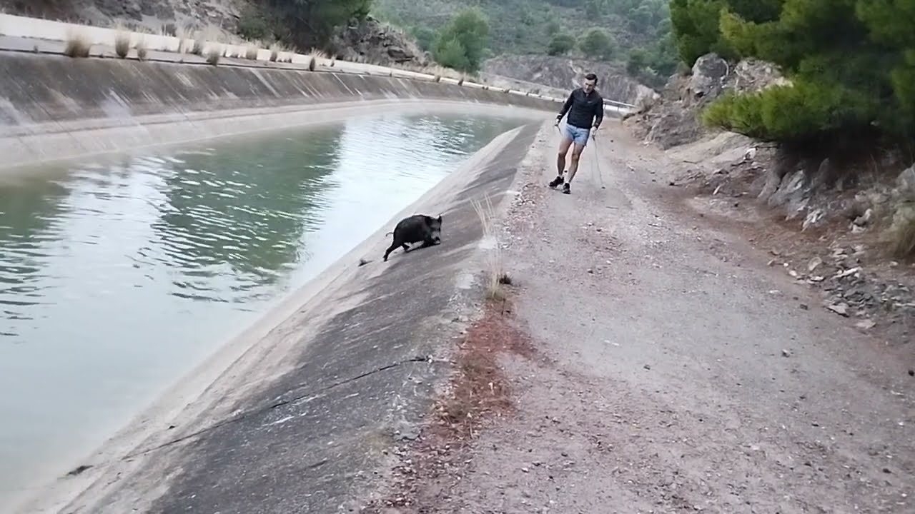 Una manada de Jabalíes salvajes nadando en Sierra Espuña con Gintraking
