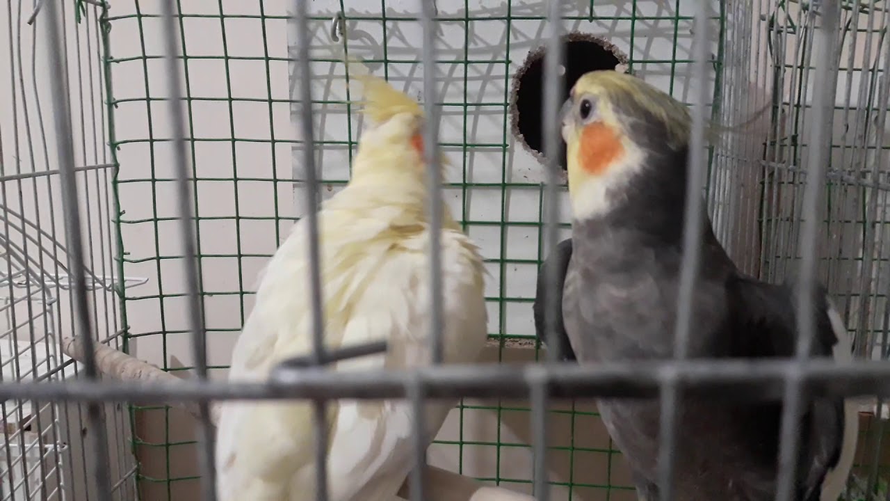 Sultan papağan kızışma sesi cockatiel parrot heart sound