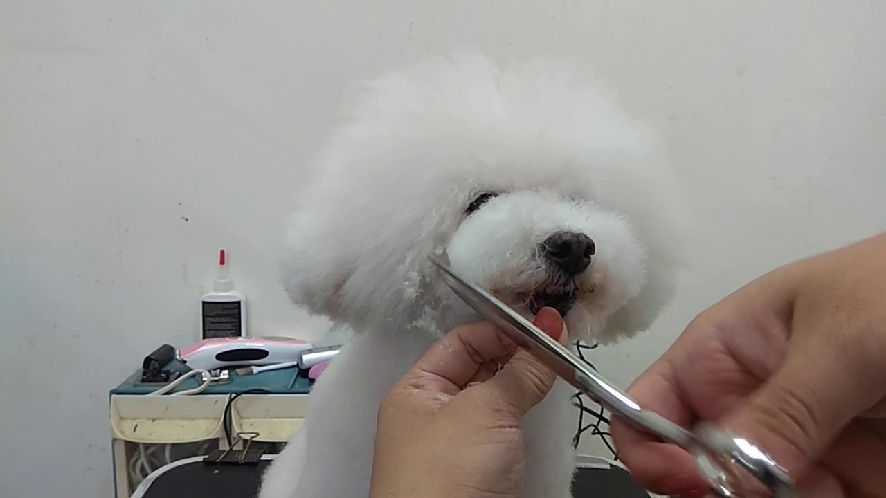 我在寵物店的日子-寵物美容教室-香菇頭造型-過渡期修剪-甜甜圈嘴巴