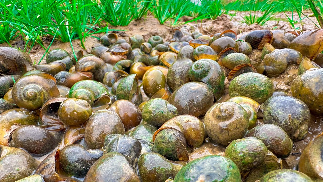 Fishermen search for snails during the dry season​ - A lot of mud snails 