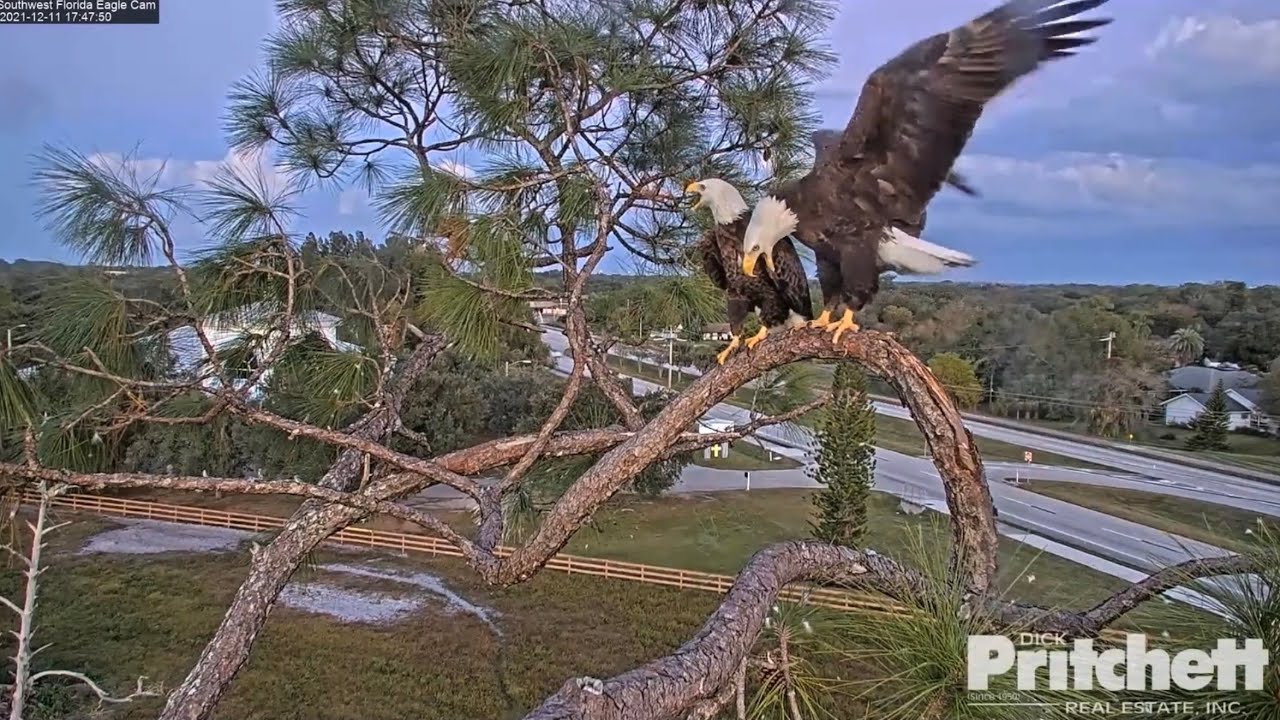 SW Florida Eagle Cam 12-11-21. Harriet gets swooped by an eagle; follows, returns 18 minutes later.