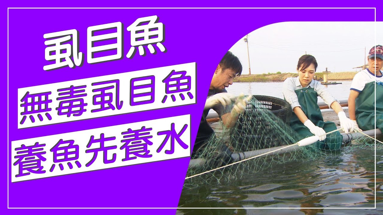 台灣第一位榮獲歐盟無毒虱目魚認證，養魚先養水，用好菌改變水質，低密度飼料，用古法一隻一隻抓魚，大魚才抓上岸，風味才熟成好吃！【水產養殖真有趣】