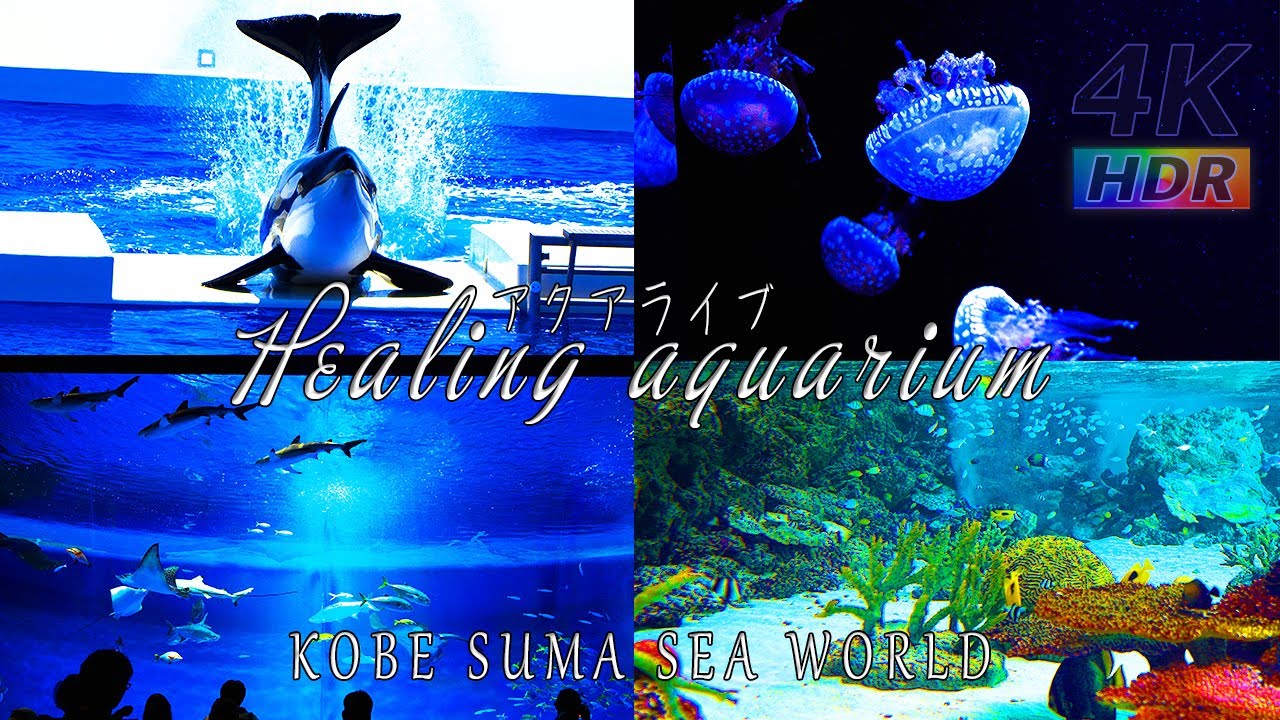 【4K HDR】ヒーリングアクアリウム - 神戸須磨シーワールド  アクアライブ - KOBE SUMA SEA WORLD - スマシー VLOG