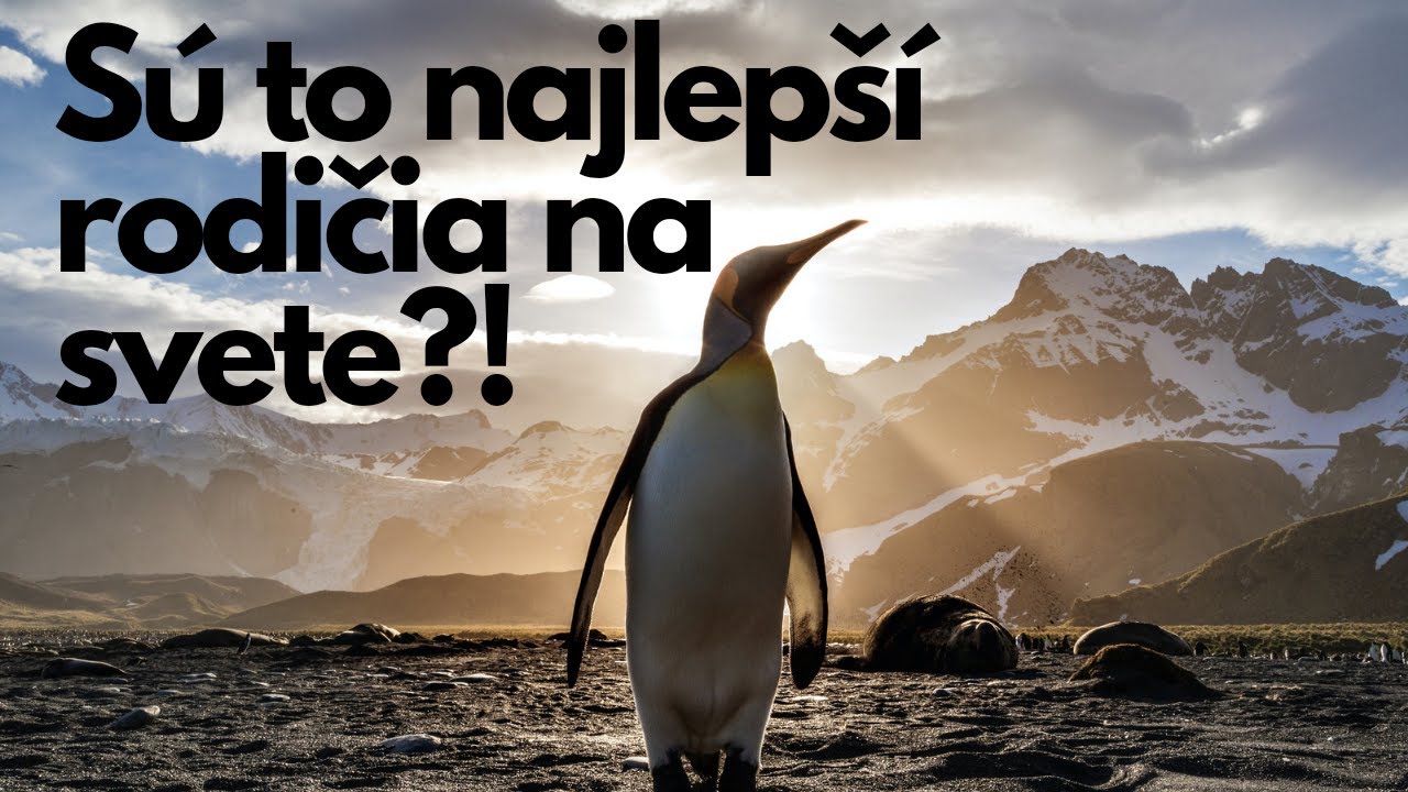 Tučniaky - 
