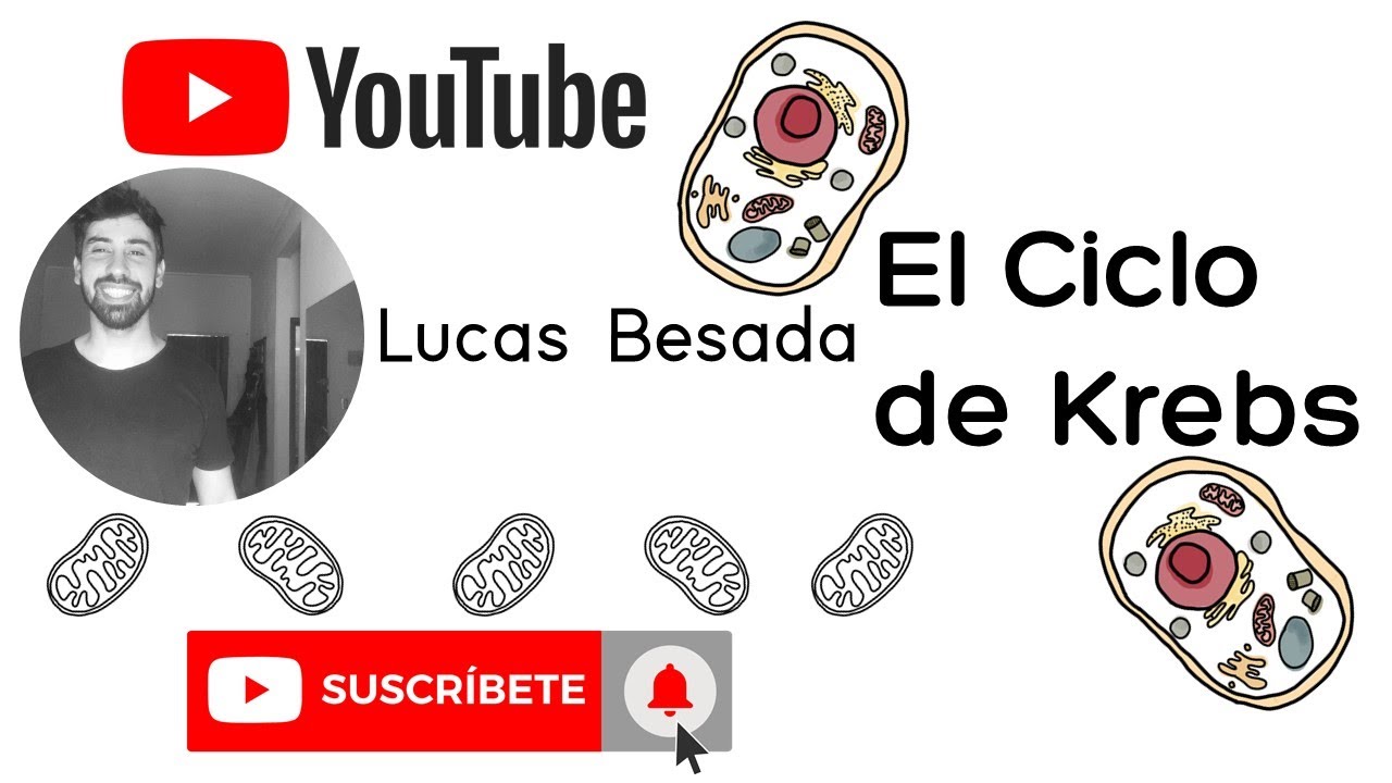 ¿Qué es el Ciclo de Krebs?