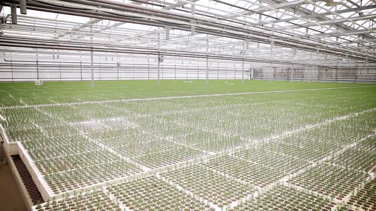 Pineland Forest Nursery