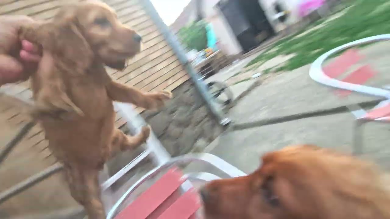 Mission Impawssible: Puppy The Pops 🐾⛰️