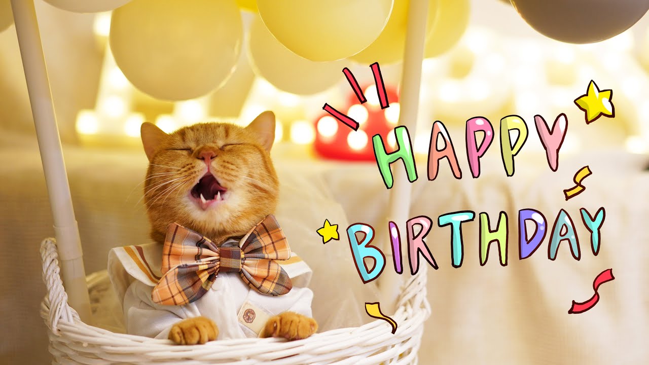 【喵来啦】大橘猫生日“惊喜”！请粉丝来家PK厨艺，结果惨遭滑铁卢！