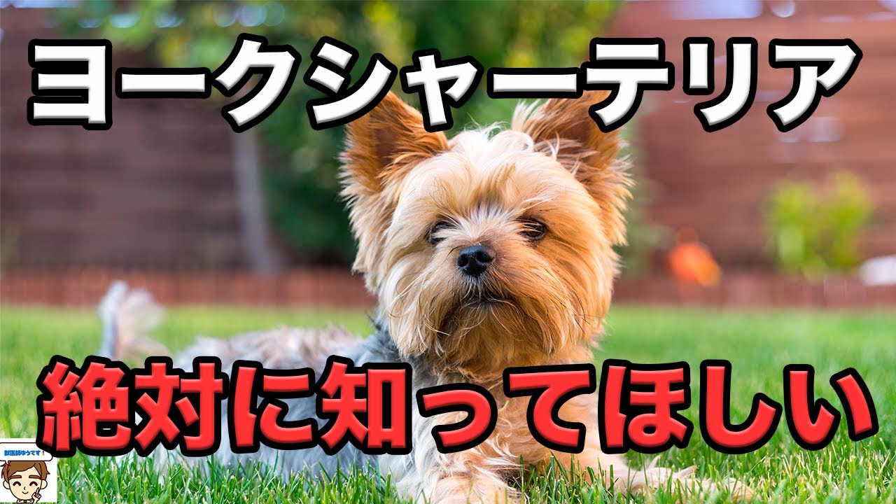 【獣医師が教える】ヨークシャー・テリアさんを飼う人に絶対に知ってほしいこと　〜出身、歴史、性格、寿命、医療費、なりやすい病気、早期発見法、予防法〜