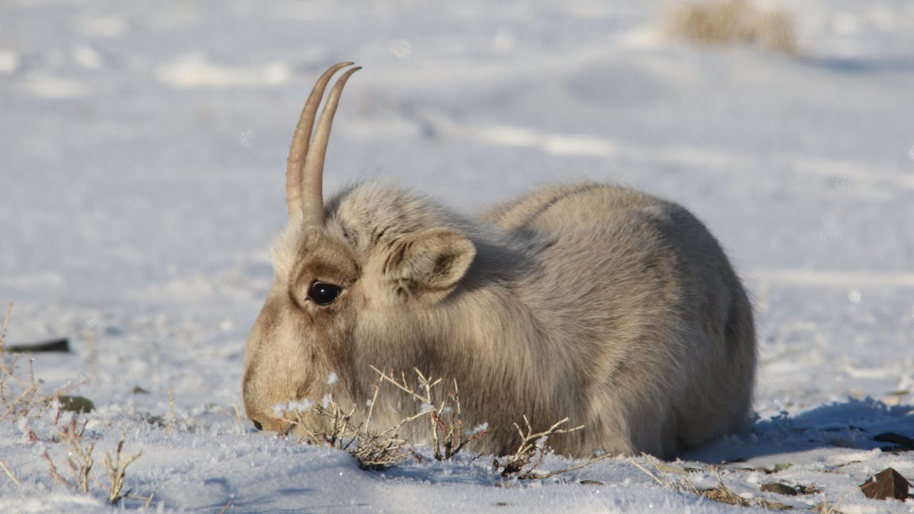 CITES CoP20 | Saiga