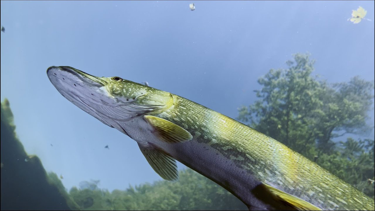 Flusstauchen, Oktober 2023