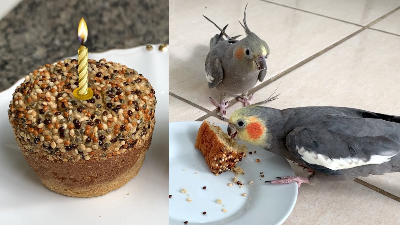 COMO FAZER BOLO PARA CALOPSITA (E PERIQUITO)