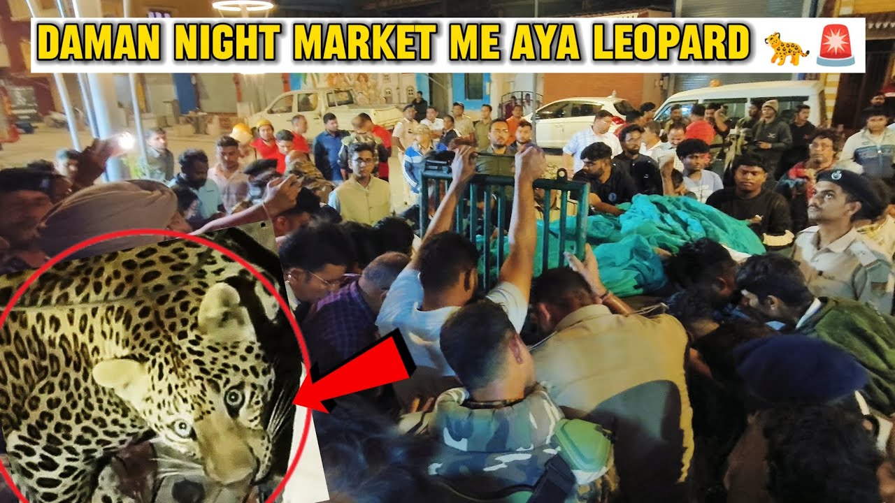 !! Daman ke night market me leopard aya🐆🫡🚨 !! 13 hours resque #damannightmarketmeleopard#resque 