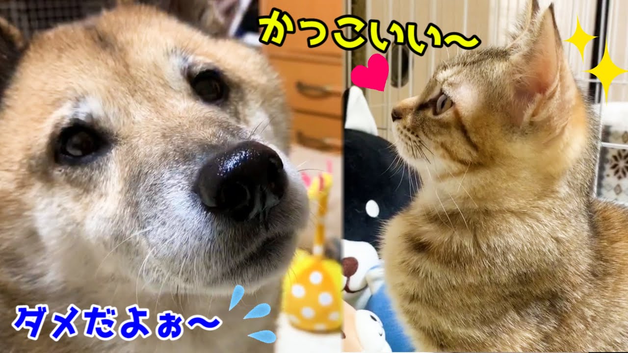 猫のイタズラに柴犬は心配するも子猫は憧れのまなざし♥ Kitten's longing sister cat
