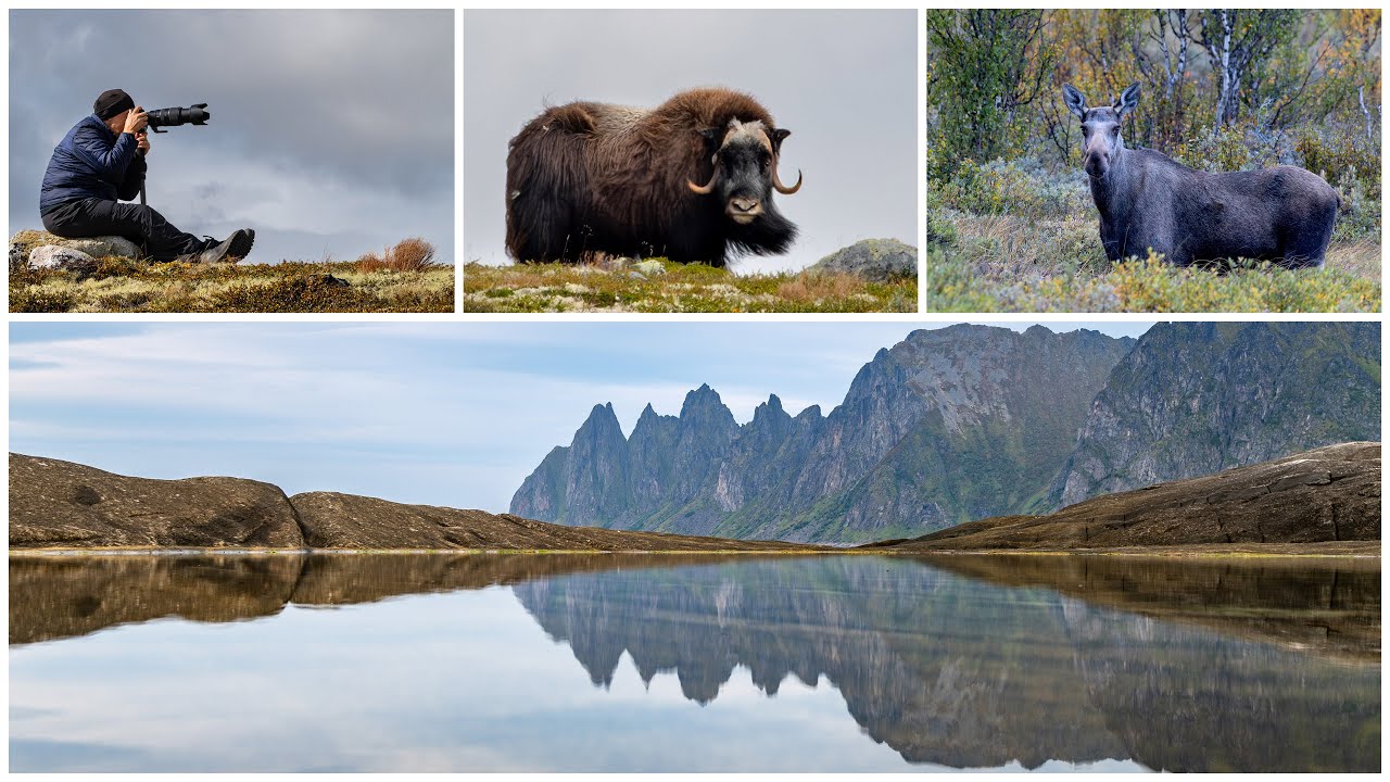 Dovrefjell: Im Reich der Elche & Moschusochsen ● Senja: Faszinierende Landschaften & Polarlichter