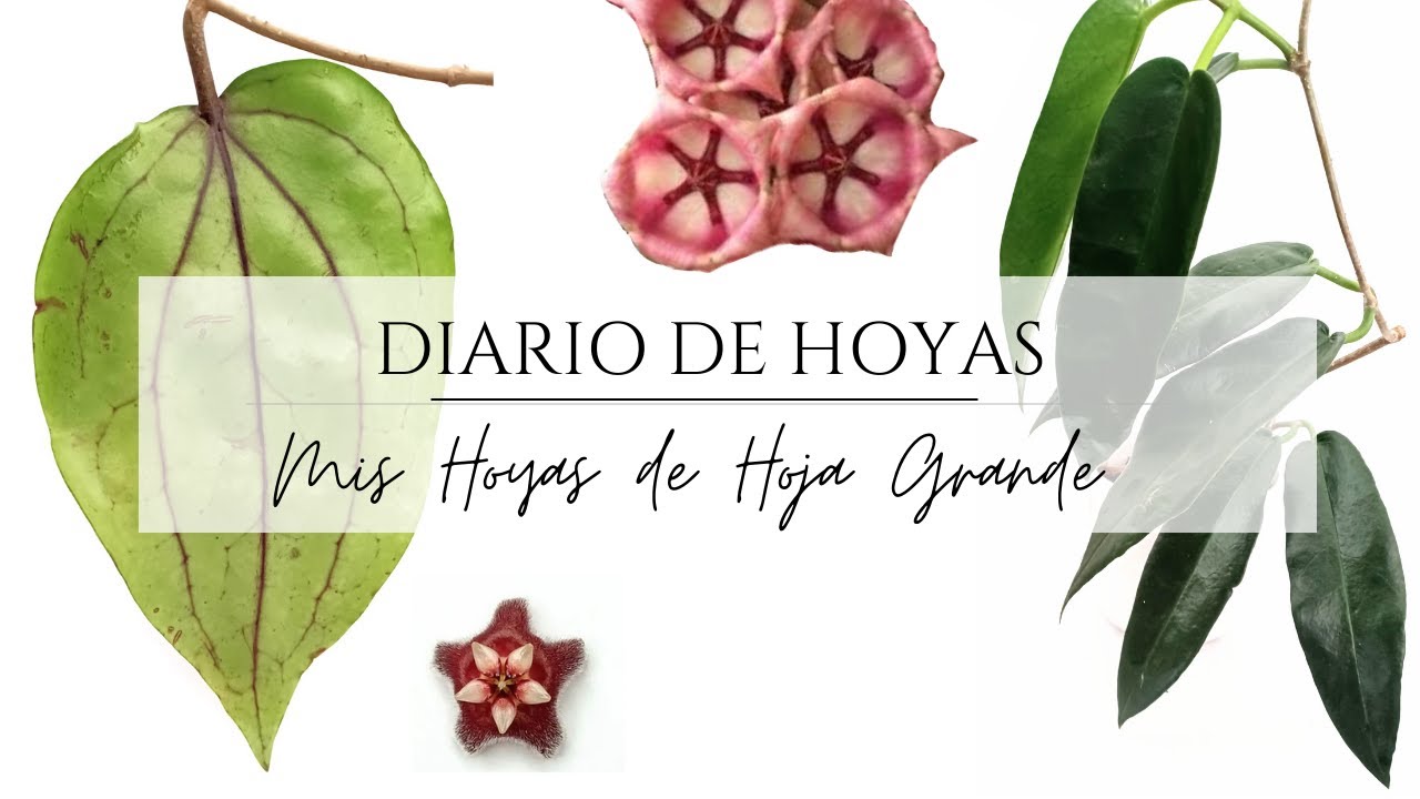 10 Hoya de Hojas Grandes