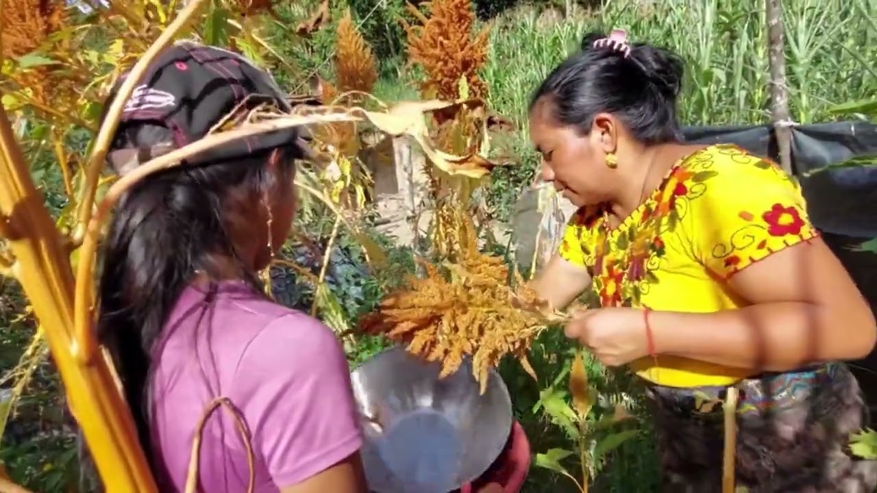 Harvesting Amaranth with Aurelia!