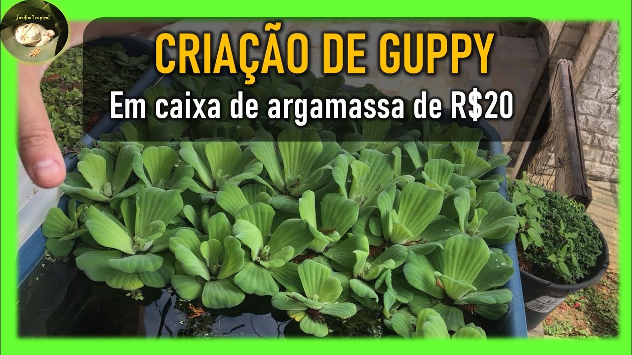 🐟 CRIAÇÃO DE GUPPYS EM CAIXA DE ARGAMASSA. 🐡 Veja como eu crio guppys baratinho...
