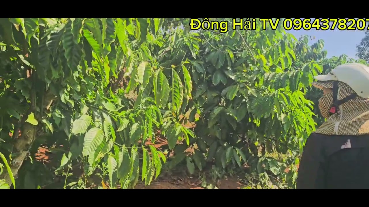  Quyết Định Bắt Đầu Tiến  Hành Cắt Phá Vườn Cà Phê...
