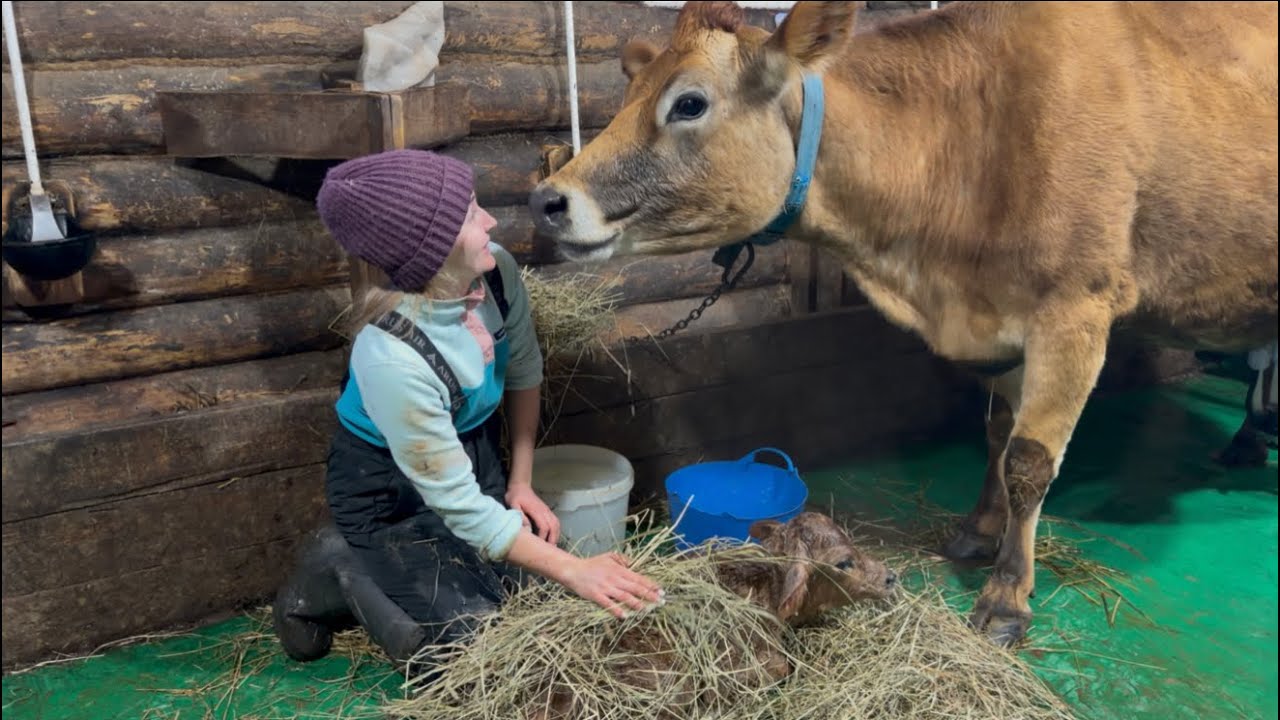 Всё пошло не по плану! Сложный отёл у джерсейской коровы! Понесли потери среди ягнят..