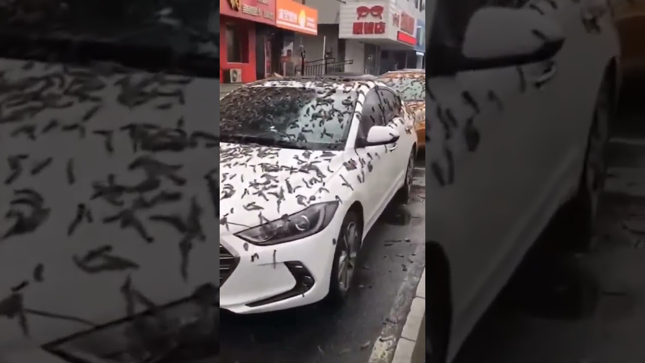 Worm Rain in China