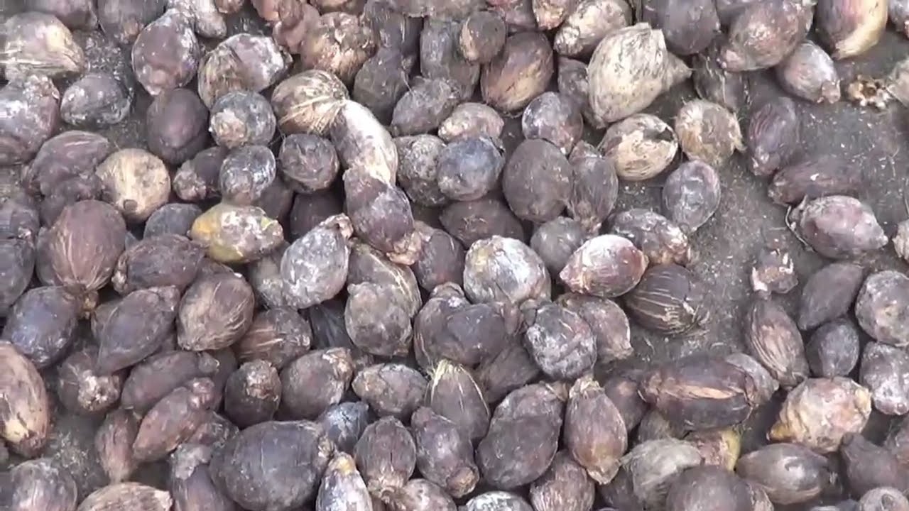 50% crop loss - Mahali / Koleroga in Arecanut