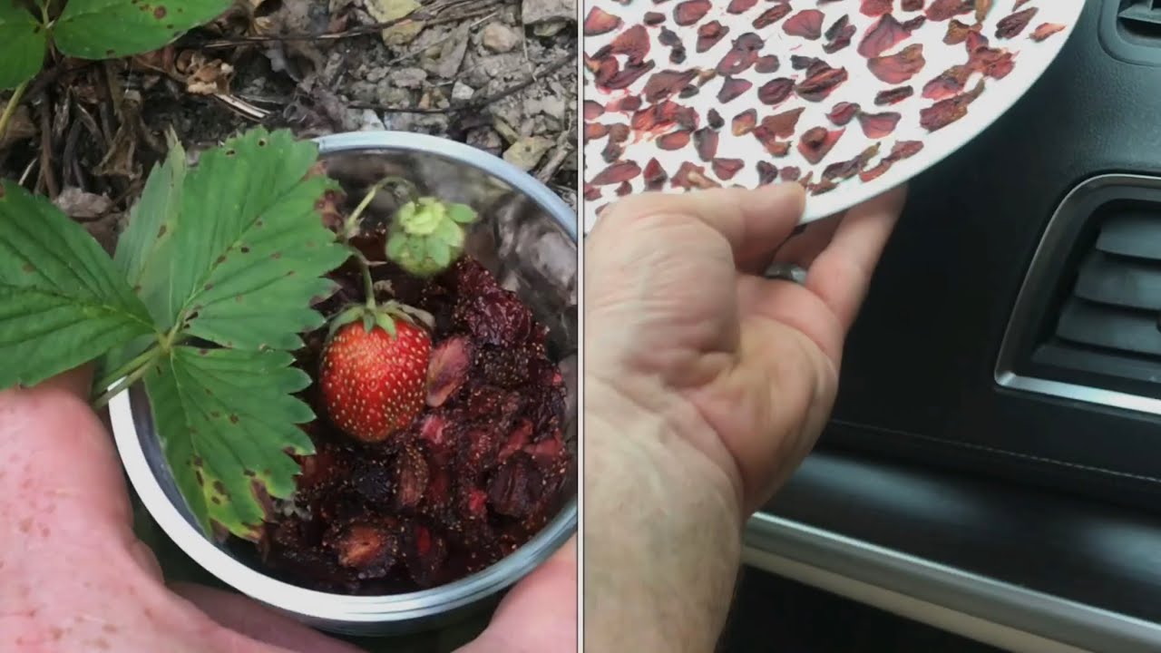 the EASIEST way to &ldquo;sun dried strawberries&rdquo; (no chemicals) organic