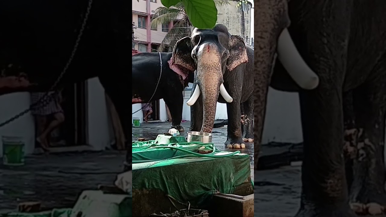 elephant #elephant #walkwithvaishna #anapremi #anapremikal#anaparthi#hathi#aana#aanai #elephantsound