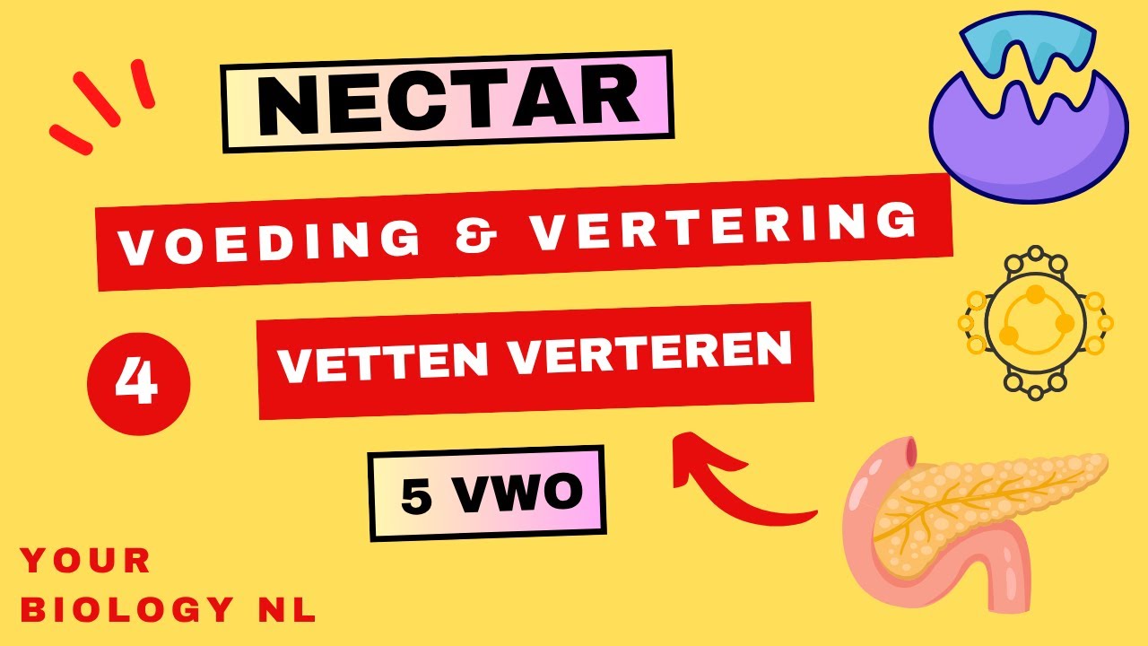 5 vwo | Voeding & Vertering | 4 | Vetten verteren