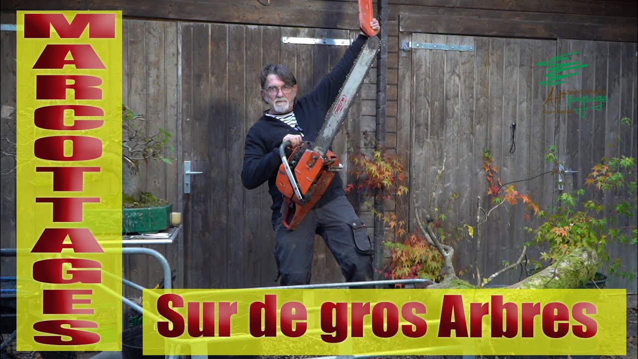 Marcottage Sur de Gros Arbres #Hêtre en #Bonsaï