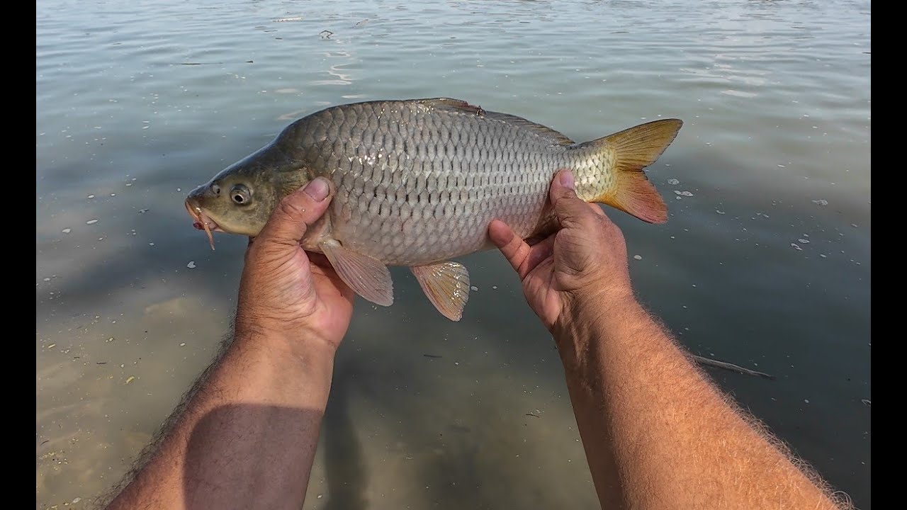 Dunai horgászat az új helyen Paliva. Korum 3k Barbel teszt. Dobó előke kötés.
