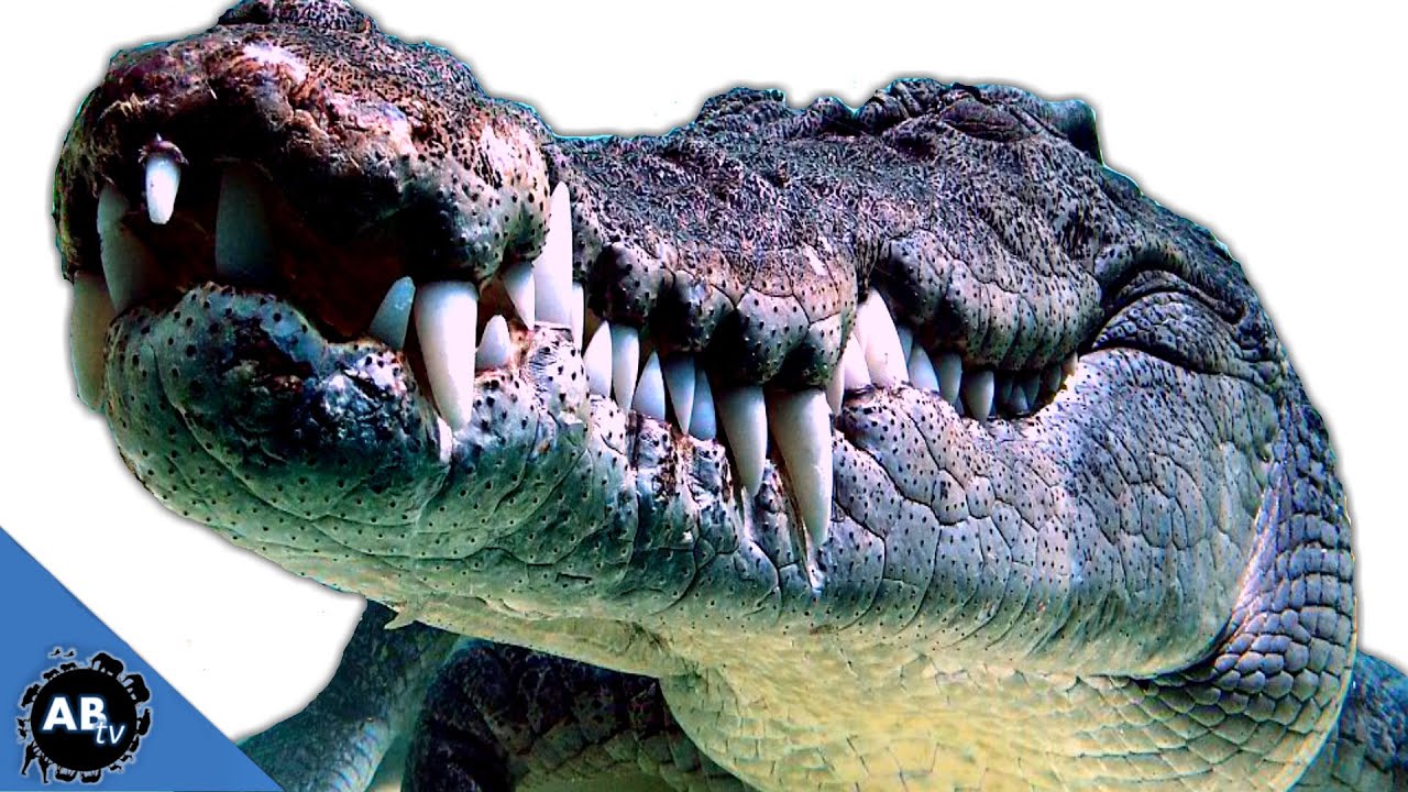 Swimming With 15 ft Croc! Wild Australia - Pt. 1 : SnakeBytesTV - Ep. 391 : AnimalBytesTV