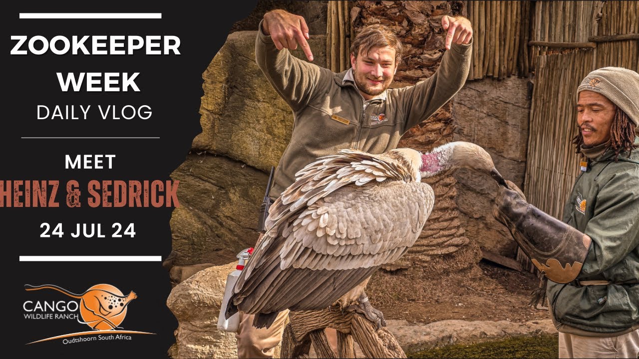 Training Vultures: Heinz and Sedrick risk life and limb at Cango Wildlife Ranch!