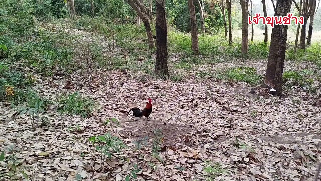 #ต่อไก่ป่าep158 ไก่ป่าหนุ่มห้าวมากหมานๆ #chicken #ayam #nature 