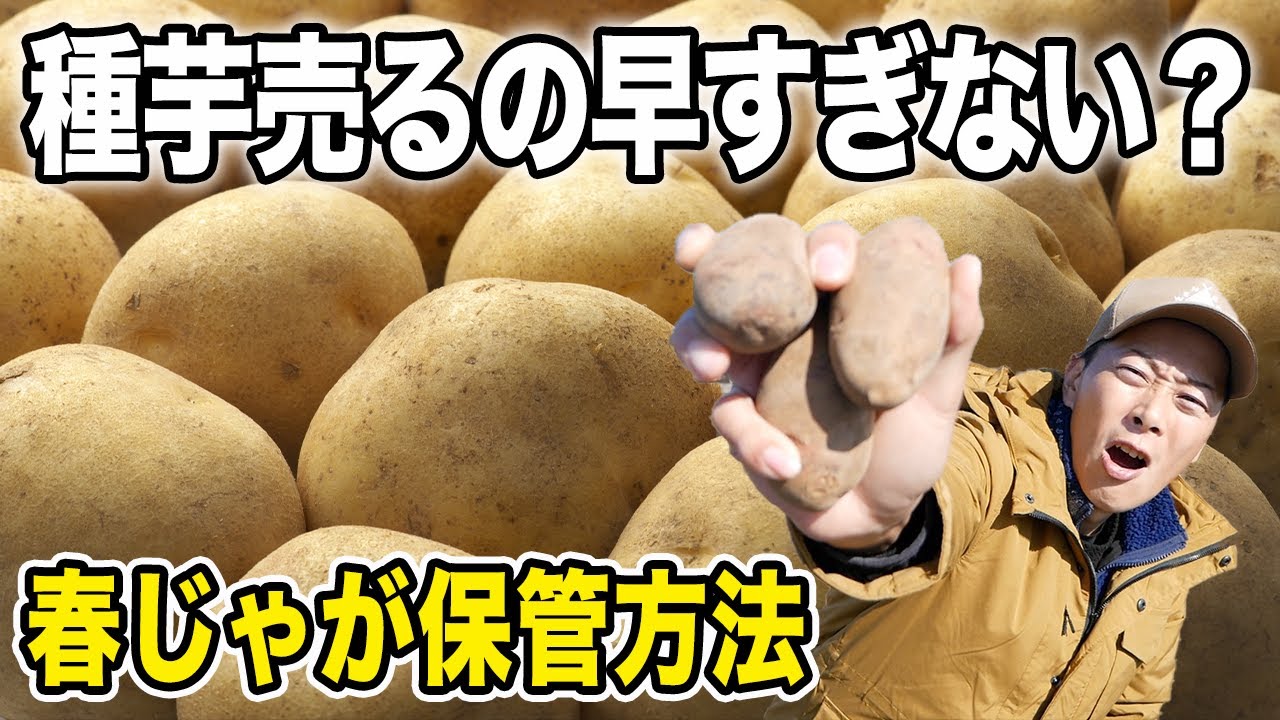 【春じゃがいも】種芋は今確保せよ！ジャガイモ売るの早すぎませんか？