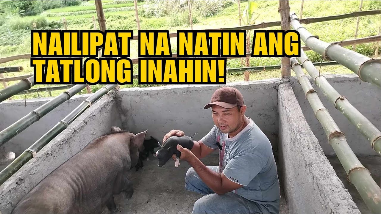 NAILIPAT NA NATIN ANG TATLONG INAHIN!