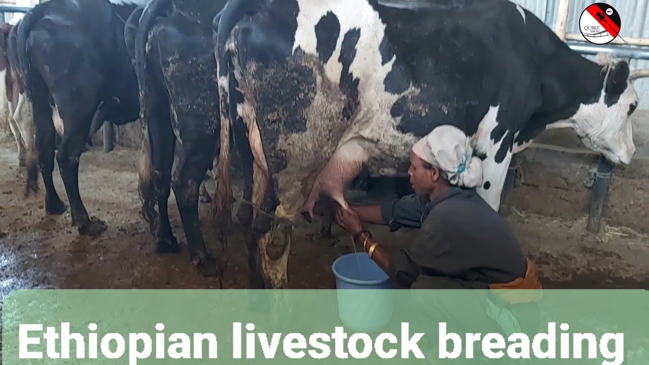 Ethiopian livestock breading||Horsiisa Loon Hammayyaa